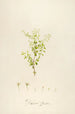 Description of rare cultivated plants at Malmaison and Navarre Pl27 - Pierre Joseph Redouté — artwork view