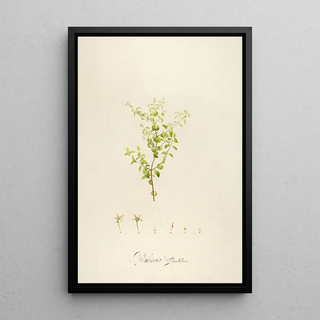 Pierre Joseph Redout - Description des plantes rares cultivees a Malmaison et a Navarre Pl27.webp