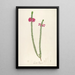 Description of Rare Cultivated Plants at Malmaison and Navarre Pl28 - Pierre Joseph Redouté — framed artwork on a wall