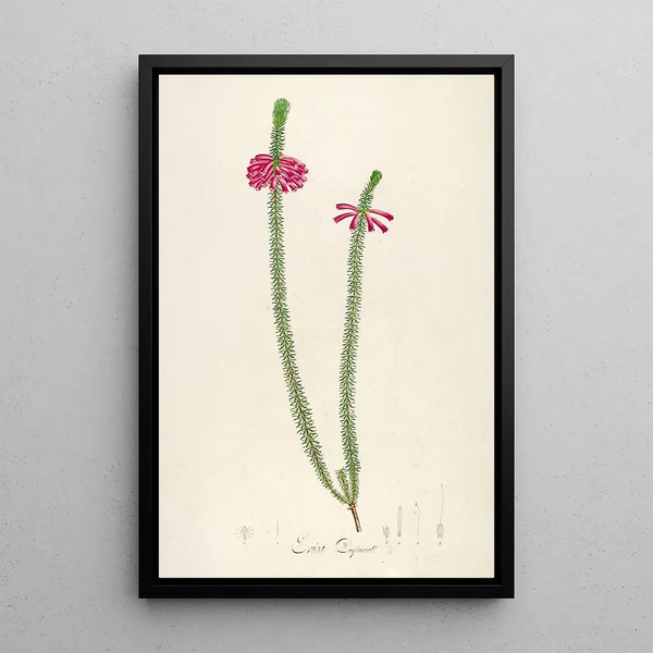 Description of Rare Cultivated Plants at Malmaison and Navarre Pl28 - Pierre Joseph Redouté — framed artwork on a wall