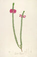 Description of Rare Cultivated Plants at Malmaison and Navarre Pl28 - Pierre Joseph Redouté — artwork view