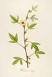 Description of rare cultivated plants at Malmaison and Navarre Pl29 - Pierre Joseph Redouté — artwork view