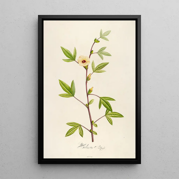 Description of rare cultivated plants at Malmaison and Navarre Pl29 - Pierre Joseph Redouté — framed artwork on a wall