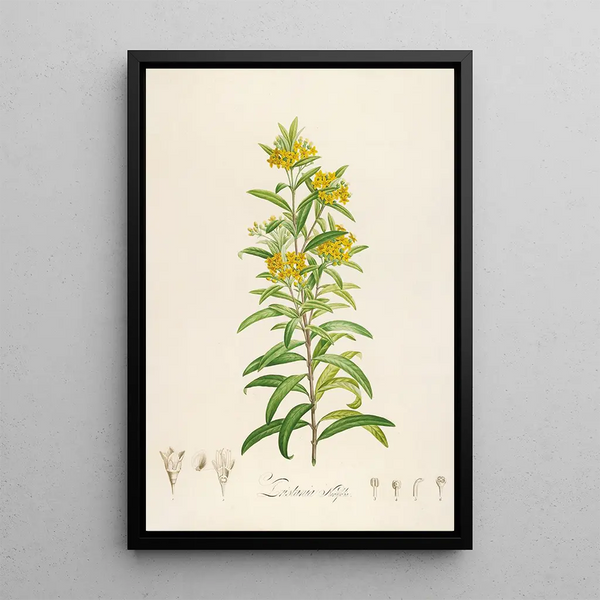 Description of rare cultivated plants at Malmaison and Navarre Pl30 - Pierre Joseph Redouté — framed artwork on a wall