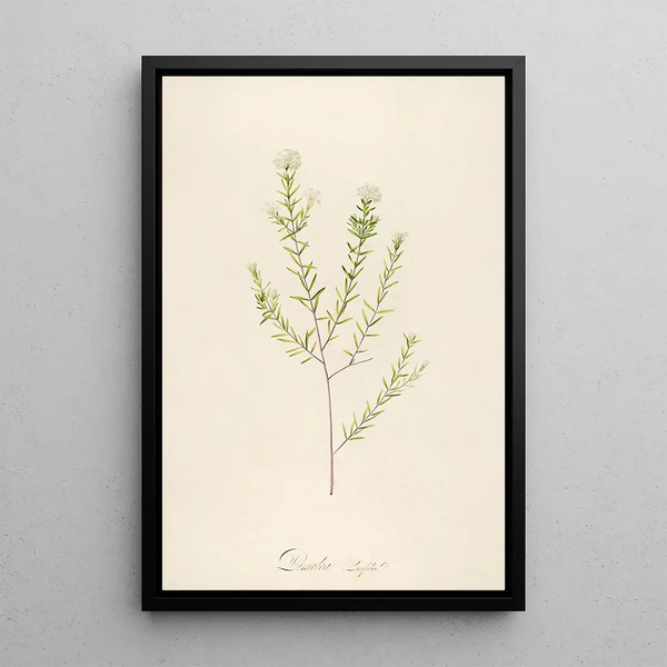 Description of rare cultivated plants at Malmaison and Navarre Pl31 - Pierre Joseph Redouté — framed artwork on a wall