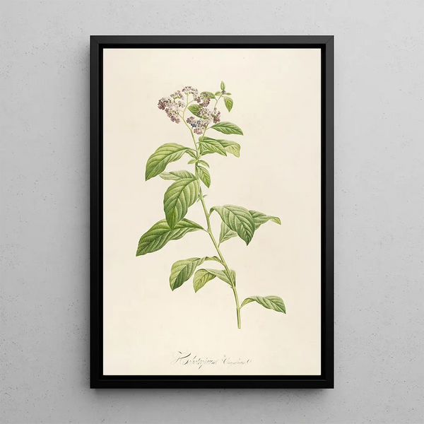 Description of rare cultivated plants at Malmaison and Navarre Pl32 - Pierre Joseph Redouté — framed artwork on a wall