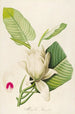 Description of rare cultivated plants at Malmaison and Navarre Pl33 - Pierre Joseph Redouté — artwork view