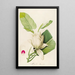 Description of rare cultivated plants at Malmaison and Navarre Pl33 - Pierre Joseph Redouté — framed artwork on a wall