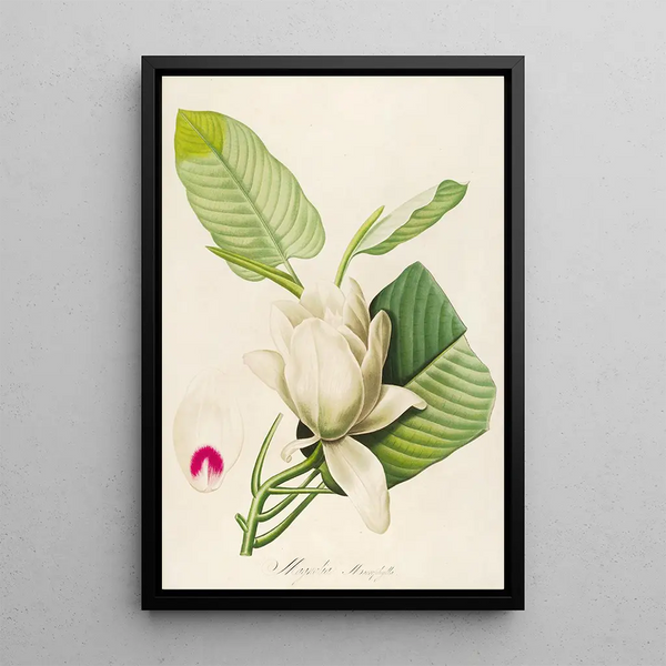 Description of rare cultivated plants at Malmaison and Navarre Pl33 - Pierre Joseph Redouté — framed artwork on a wall
