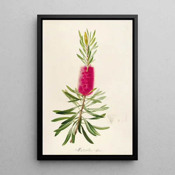 Description of rare cultivated plants at Malmaison and Navarre Pl34 - Pierre Joseph Redouté — framed artwork on a wall