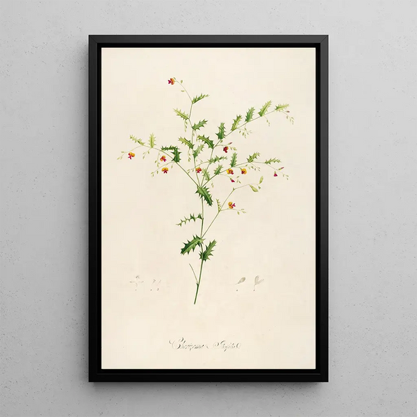 Description of rare cultivated plants at Malmaison and Navarre Pl35 - Pierre Joseph Redouté — framed artwork on a wall