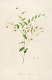 Description of rare cultivated plants at Malmaison and Navarre Pl35 - Pierre Joseph Redouté — artwork view