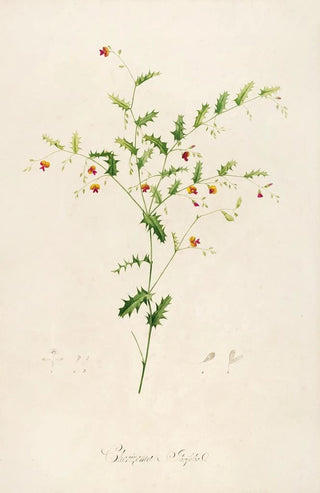 Pierre Joseph Redout - Description des plantes rares cultivees a Malmaison et a Navarre Pl35.webp