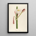 Description of Rare Cultivated Plants at Malmaison and Navarre Pl36 - Pierre Joseph Redouté — framed artwork on a wall