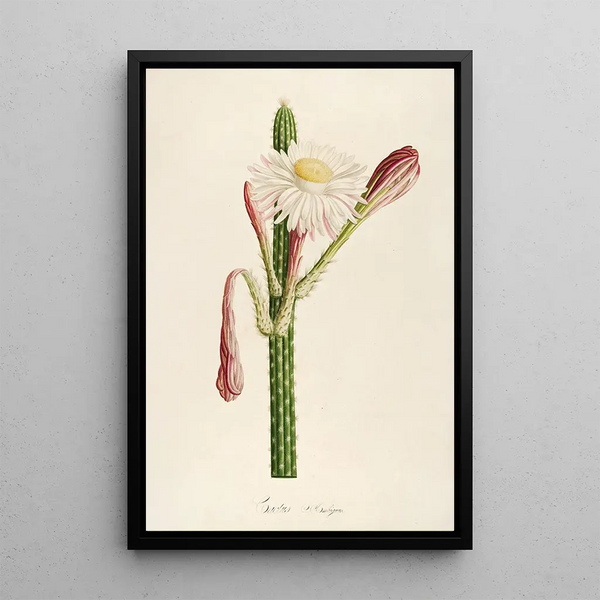 Description of Rare Cultivated Plants at Malmaison and Navarre Pl36 - Pierre Joseph Redouté — framed artwork on a wall