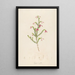 Description of Rare Plants Cultivated at Malmaison and Navarre Pl38 - Pierre Joseph Redouté — framed artwork on a wall