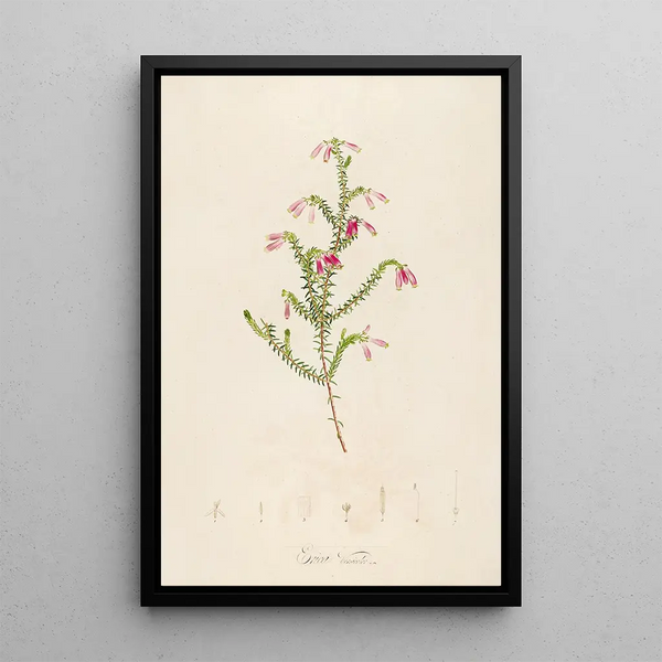 Description of Rare Plants Cultivated at Malmaison and Navarre Pl38 - Pierre Joseph Redouté — framed artwork on a wall