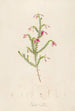 Description of Rare Plants Cultivated at Malmaison and Navarre Pl38 - Pierre Joseph Redouté — artwork view