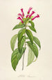 Description of rare cultivated plants at Malmaison and Navarre Pl39 - Pierre Joseph Redouté — artwork view