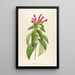 Description of rare cultivated plants at Malmaison and Navarre Pl39 - Pierre Joseph Redouté — framed artwork on a wall