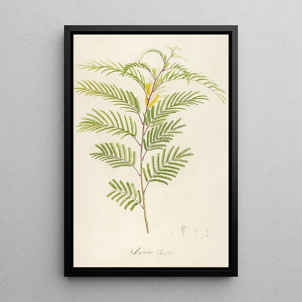 Description of rare cultivated plants at Malmaison and Navarre Pl40 - Pierre Joseph Redouté — framed artwork on a wall