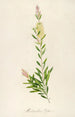 Description of rare cultivated plants at Malmaison and Navarre Pl41 - Pierre Joseph Redouté — artwork view
