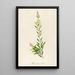 Description of rare cultivated plants at Malmaison and Navarre Pl41 - Pierre Joseph Redouté — framed artwork on a wall