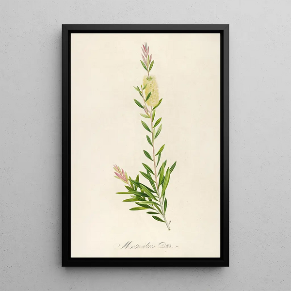 Description of rare cultivated plants at Malmaison and Navarre Pl41 - Pierre Joseph Redouté — framed artwork on a wall