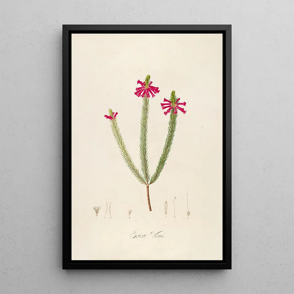 Description of rare cultivated plants at Malmaison and Navarre Pl43 - Pierre Joseph Redouté — framed artwork on a wall