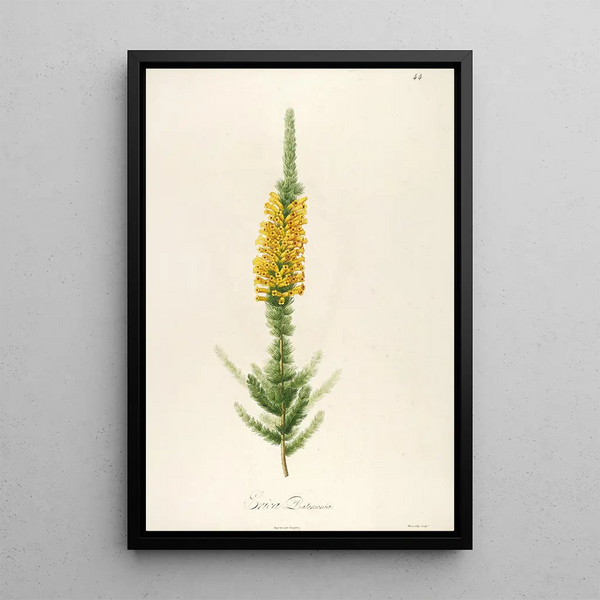 Description of Rare Cultivated Plants at Malmaison and Navarre Pl44 - Pierre Joseph Redouté — framed artwork on a wall