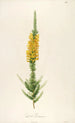 Description of Rare Cultivated Plants at Malmaison and Navarre Pl44 - Pierre Joseph Redouté — artwork view