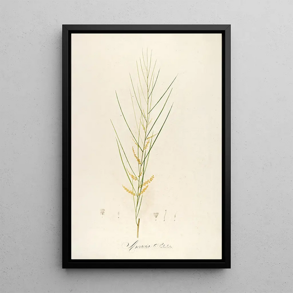 Description of rare cultivated plants at Malmaison and Navarre Pl45 - Pierre Joseph Redouté — framed artwork on a wall