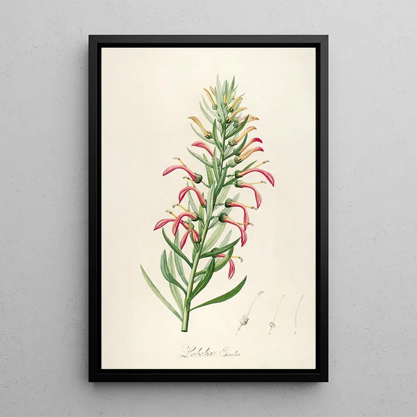 Description of rare cultivated plants at Malmaison and Navarre Pl46 - Pierre Joseph Redouté — framed artwork on a wall