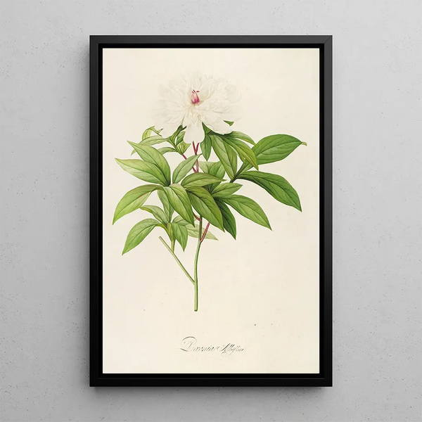 Description of Rare Cultivated Plants at Malmaison and Navarre Pl47 - Pierre Joseph Redouté — framed artwork on a wall