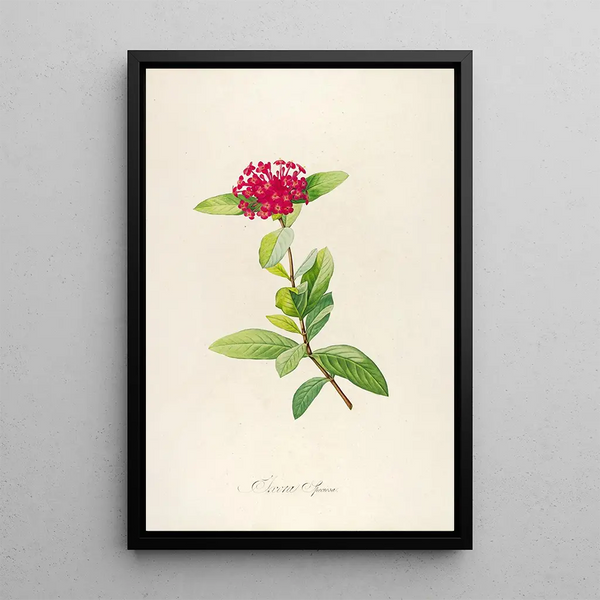 Description of rare cultivated plants at Malmaison and Navarre Pl49 - Pierre Joseph Redouté — framed artwork on a wall