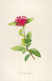 Description of rare cultivated plants at Malmaison and Navarre Pl49 - Pierre Joseph Redouté — artwork view