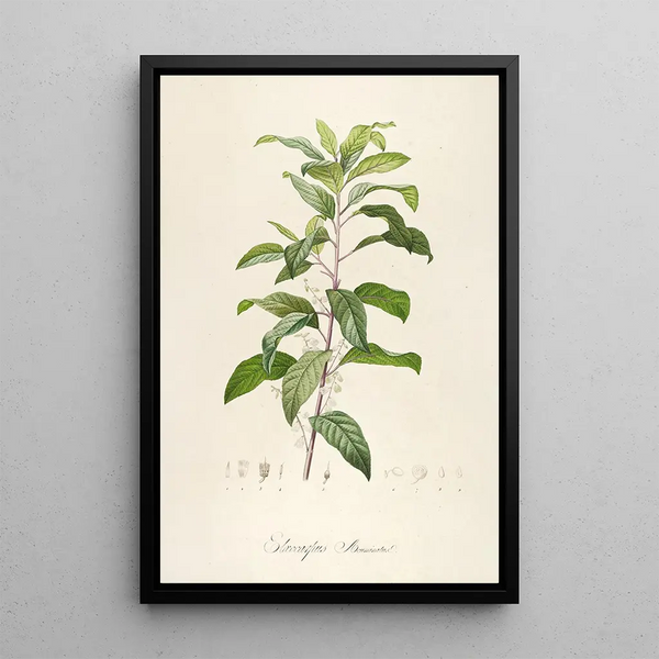 Description of Rare Cultivated Plants at Malmaison and Navarre Pl50 - Pierre Joseph Redouté — framed artwork on a wall