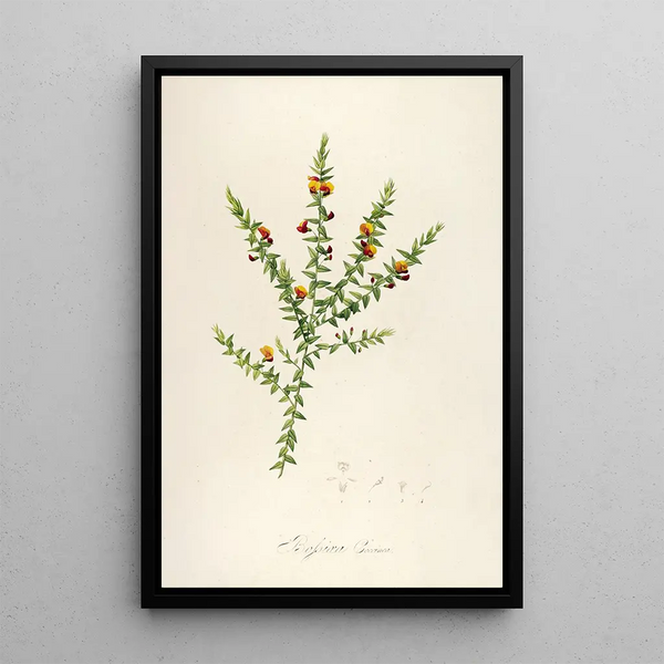 Description of rare cultivated plants at Malmaison and Navarre Pl52 - Pierre Joseph Redouté — framed artwork on a wall