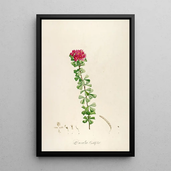 Description of rare cultivated plants at Malmaison and Navarre Pl53 - Pierre Joseph Redouté — framed artwork on a wall