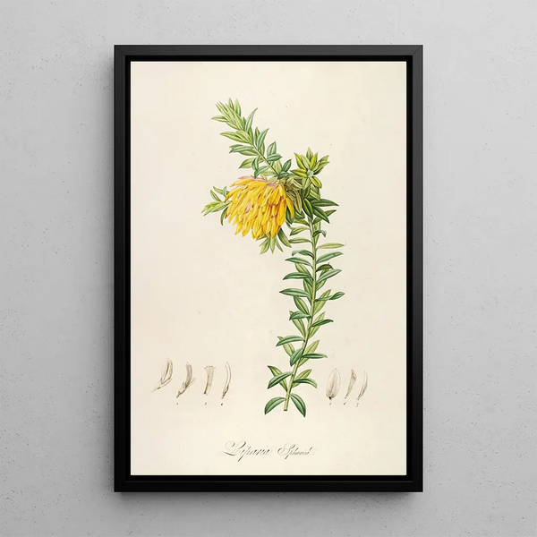 Description of rare cultivated plants at Malmaison and Navarre Pl54 - Pierre Joseph Redouté — framed artwork on a wall