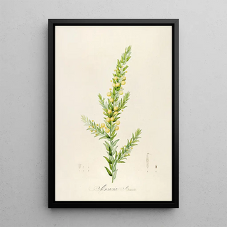 Pierre Joseph Redout - Description des plantes rares cultivees a Malmaison et a Navarre Pl55.webp