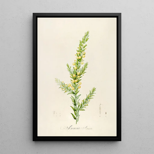 Description of Rare Cultivated Plants at Malmaison and Navarre Pl55 - Pierre Joseph Redouté — framed artwork on a wall