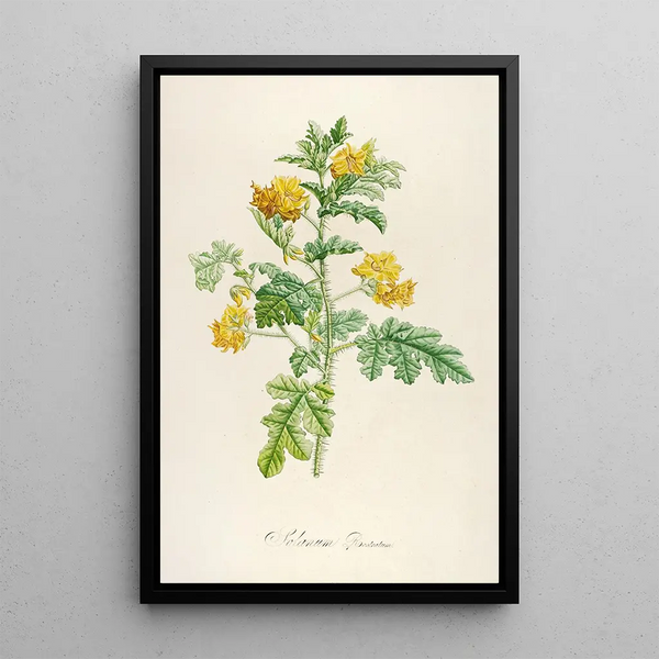 Description of Rare Cultivated Plants at Malmaison and Navarre Pl56 - Pierre Joseph Redouté — framed artwork on a wall