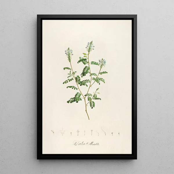 Description of rare cultivated plants at Malmaison and Navarre Pl57 - Pierre Joseph Redouté — framed artwork on a wall