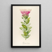 Description of rare cultivated plants at Malmaison and Navarre Pl59 - Pierre Joseph Redouté — framed artwork on a wall
