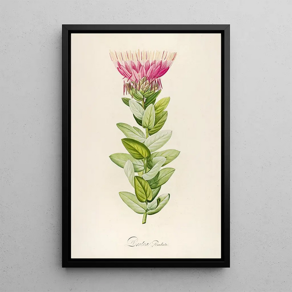 Description of rare cultivated plants at Malmaison and Navarre Pl59 - Pierre Joseph Redouté — framed artwork on a wall