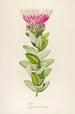 Description of rare cultivated plants at Malmaison and Navarre Pl59 - Pierre Joseph Redouté — artwork view