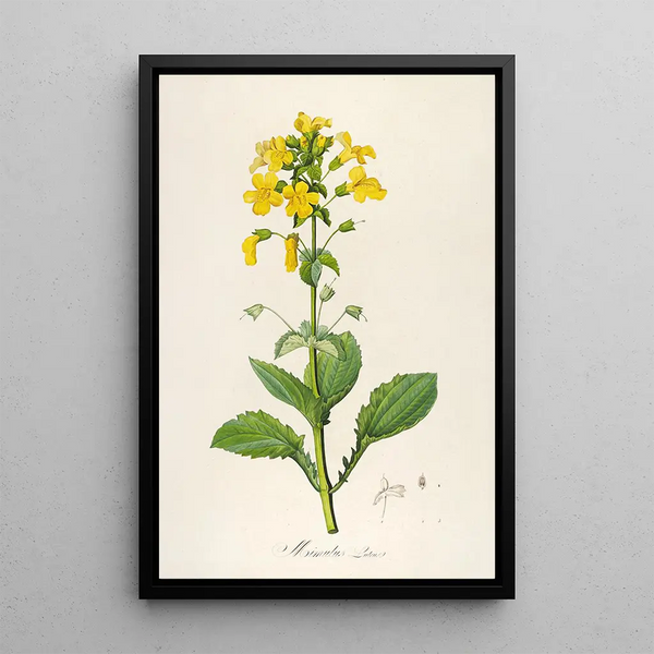 Description of rare cultivated plants at Malmaison and Navarre Pl60 - Pierre Joseph Redouté — framed artwork on a wall