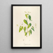 Description of rare cultivated plants at Malmaison and Navarre Pl62 - Pierre Joseph Redouté — framed artwork on a wall