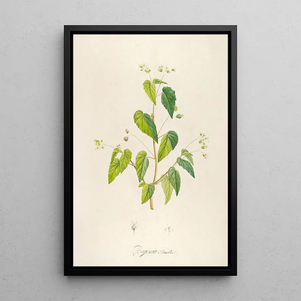 Description of rare cultivated plants at Malmaison and Navarre Pl62 - Pierre Joseph Redouté — framed artwork on a wall